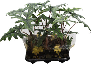 Alocasia Jacklyn – 12cm Pot, Approx. 66cm High