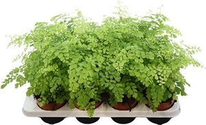 Adiantum Fragrans Maidenhair Fern – 12cm Pot