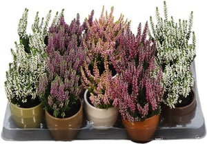 Mixed Heather (Calluna vulgaris) – 6cm Pot