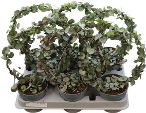 String of Hearts (Ceropegia woodii) – 11cm Pot