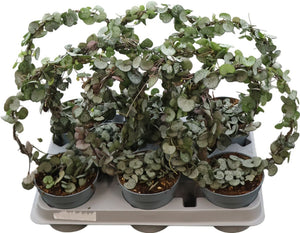 String of Hearts (Ceropegia woodii) – 11cm Pot