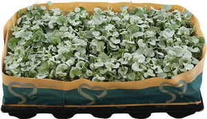 Dichondra argentea ‘Silver Falls’