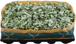 Dichondra argentea ‘Silver Falls’