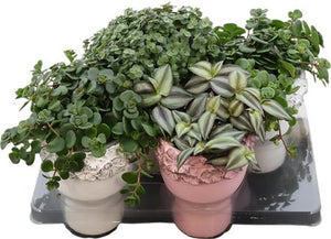 Mixed Ceramic Face Plant Arrangement – 11cm Pot