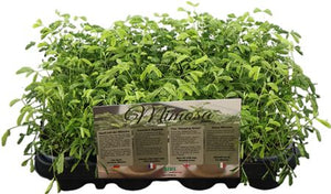 Sensitive Plant (Mimosa pudica) – 9cm Pot