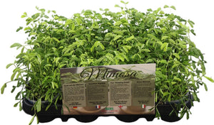 Sensitive Plant (Mimosa pudica) – 9cm Pot