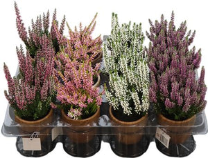 Mixed Heather (Calluna vulgaris) – 6cm Pot
