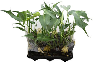 Ctenanthe Burle Marx Flame – 12cm Pot