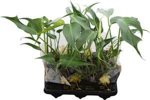 Ctenanthe Burle Marx Flame – 12cm Pot