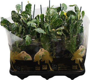 Ghost Opuntia Cactus (Opuntia jamaicensis) – 12cm Pot
