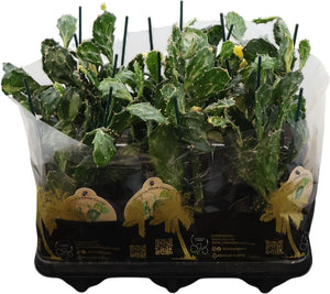 Ghost Opuntia Cactus (Opuntia jamaicensis) – 12cm Pot