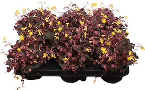 Pink Oxalis triangularis – 10cm Pot