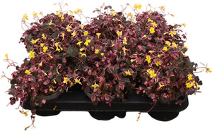 Pink Oxalis triangularis – 10cm Pot