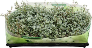 Pilea ‘Glauc Greyzy’ – 10.5cm Pot