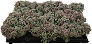 Pink Sedum (Sedum) – 12cm Pot