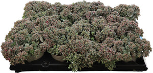 Pink Sedum (Sedum) – 12cm Pot
