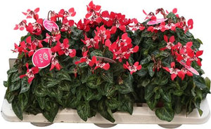 Lilac Cyclamen persicum – 13cm Pot, 25cm High