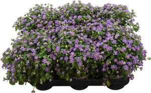 Blue Persian Violet (Exacum affine) – 11cm Pot
