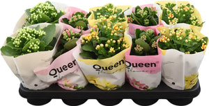 Mixed Double Kalanchoe ‘Queen’ – 12cm Pot