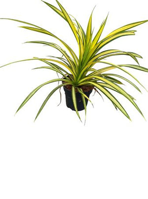 Pandanus tectorius ‘Yellow’ – 14cm Pot