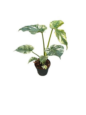 Mint Monstera – 14cm Pot, Approx. 30cm High