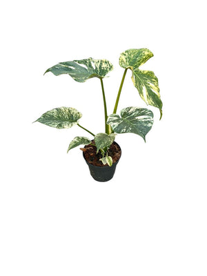 Mint Monstera – 14cm Pot, Approx. 30cm High
