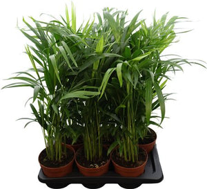 Areca Palm (Dypsis lutescens) – 17cm Pot