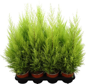 Goldcrest Wilma Cypress (Cupressus macrocarpa) – 14cm Pot