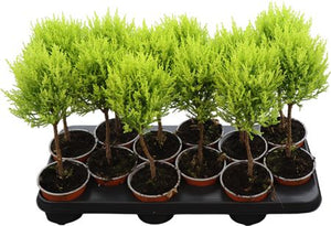 Goldcrest Cypress ‘Wilma’ (Cupressus macrocarpa) – 10.5cm Pot