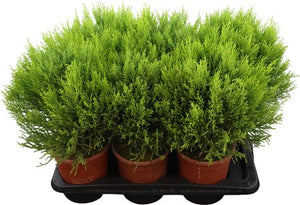 Goldcrest Cypress ‘Wilma’ – 17cm Pot, 50cm High