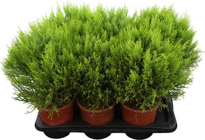 Goldcrest Cypress ‘Wilma’ – 17cm Pot, 50cm High