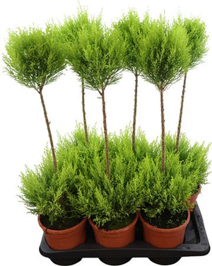 Goldcrest Wilma Lemon Cypress (Cupressus macrocarpa) – 17cm Pot