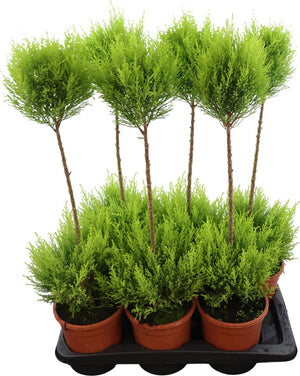 Goldcrest Wilma Lemon Cypress (Cupressus macrocarpa) – 17cm Pot