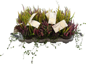 White Heather (Calluna vulgaris) – 12cm Pot