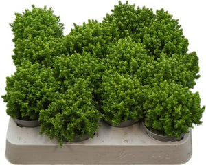 Emerald Hebe (Hebe) – 7cm Pot
