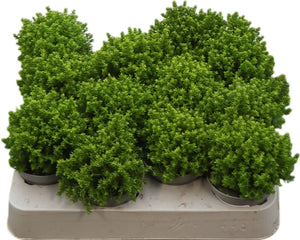Emerald Hebe (Hebe) – 7cm Pot