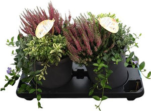Hebe ‘Herbstchen Quinto Green Boys’ – 23cm Pot