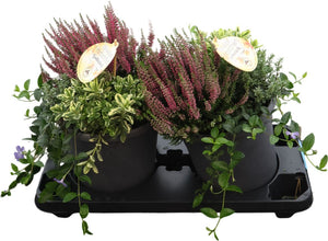 Hebe ‘Herbstchen Quinto Green Boys’ – 23cm Pot