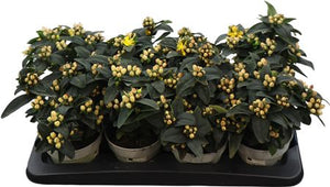 Hypericum Garden Plant – 13cm Pot, 25cm High