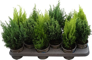 Mixed Conifer Garden Plant – 10.5cm Pot