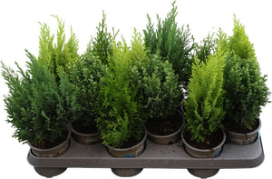 Mixed Conifer Garden Plant – 10.5cm Pot