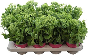 Green Sedum Telephium – 13cm Pot