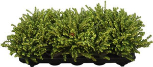 Winter-Flowering Erica Heather Mix – 11cm Pot