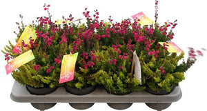 Calluna Summer Symphony Heather – 12cm Pot