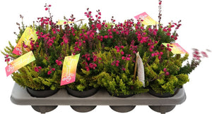 Calluna Summer Symphony Heather – 12cm Pot