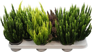 Mixed Calluna Heather – 9.5cm Pot, Approx. 20cm