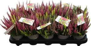 Calluna ‘Colorado Lights’ Heather – 10.5cm Pot