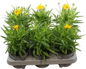 Coreopsis Grandiflora ‘Core’ – 13cm Pot