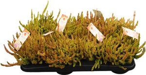 Garden Girls Heather (Calluna vulgaris) – 12cm Pot