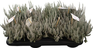 Garden Girls Heather (Calluna vulgaris) – 12cm Pot